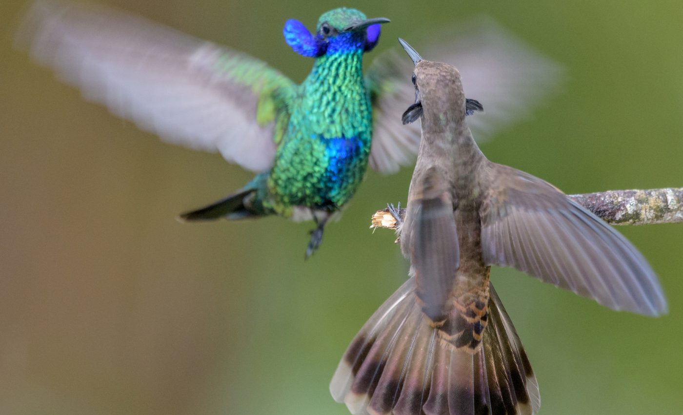 Some male hummingbirds have beaks shaped perfectly for fighting