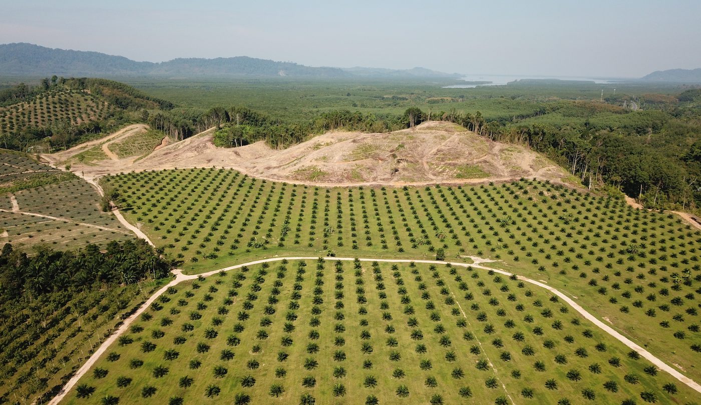 Retailers must be more transparent about their palm oil sources