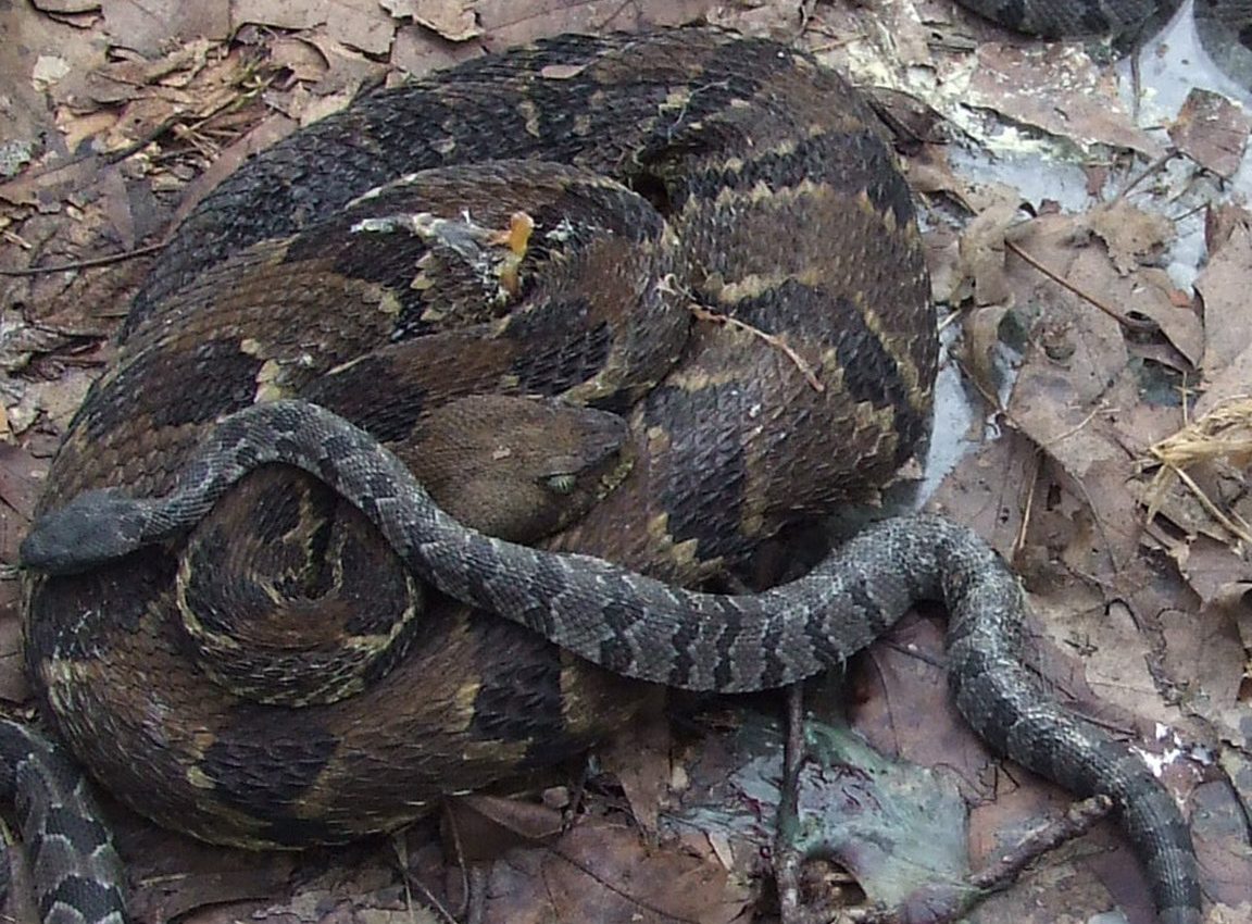 Surface coal mining strips away mountaintops, reduces biodiversity