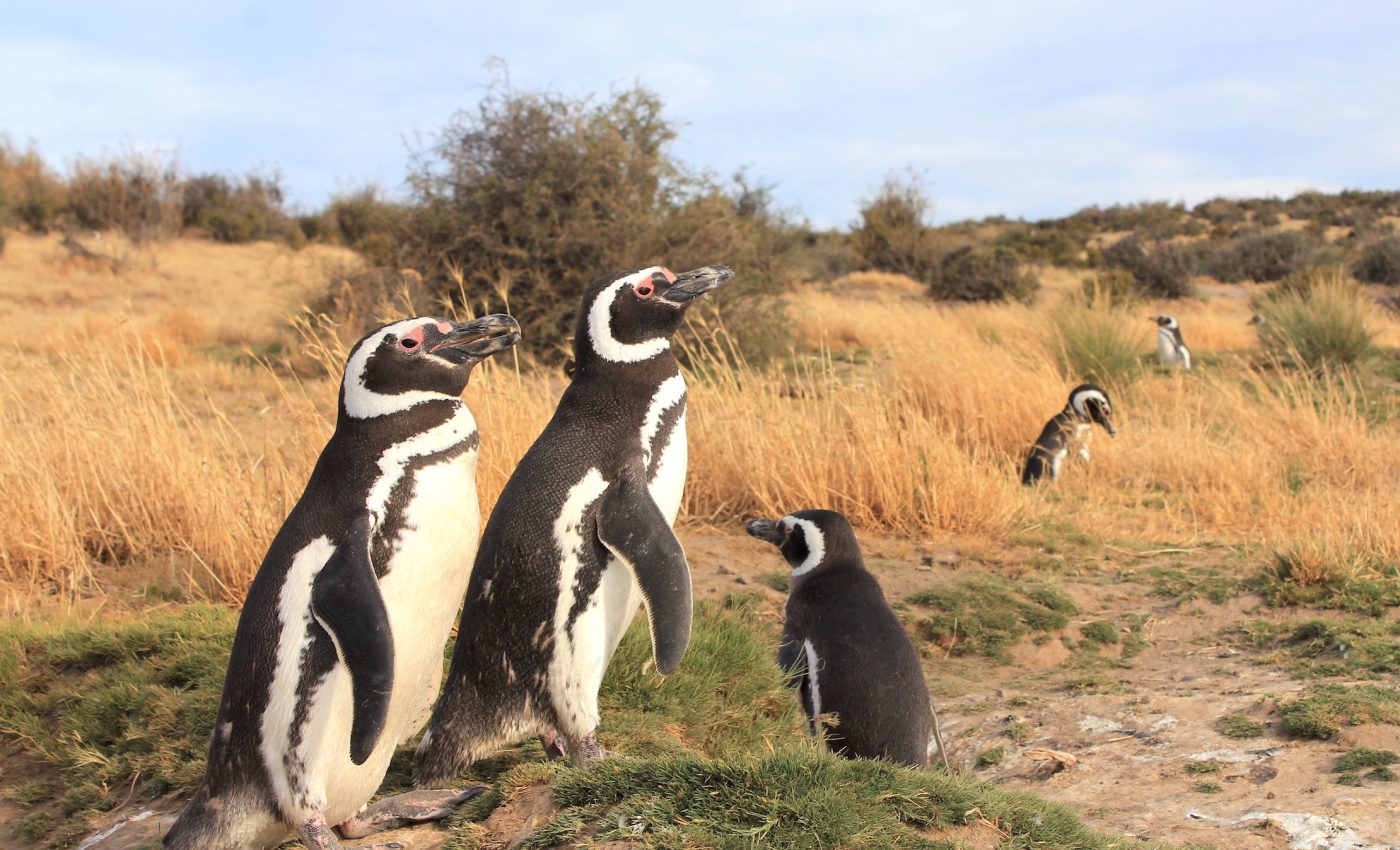 Female penguins venture farther north and many end up stranded