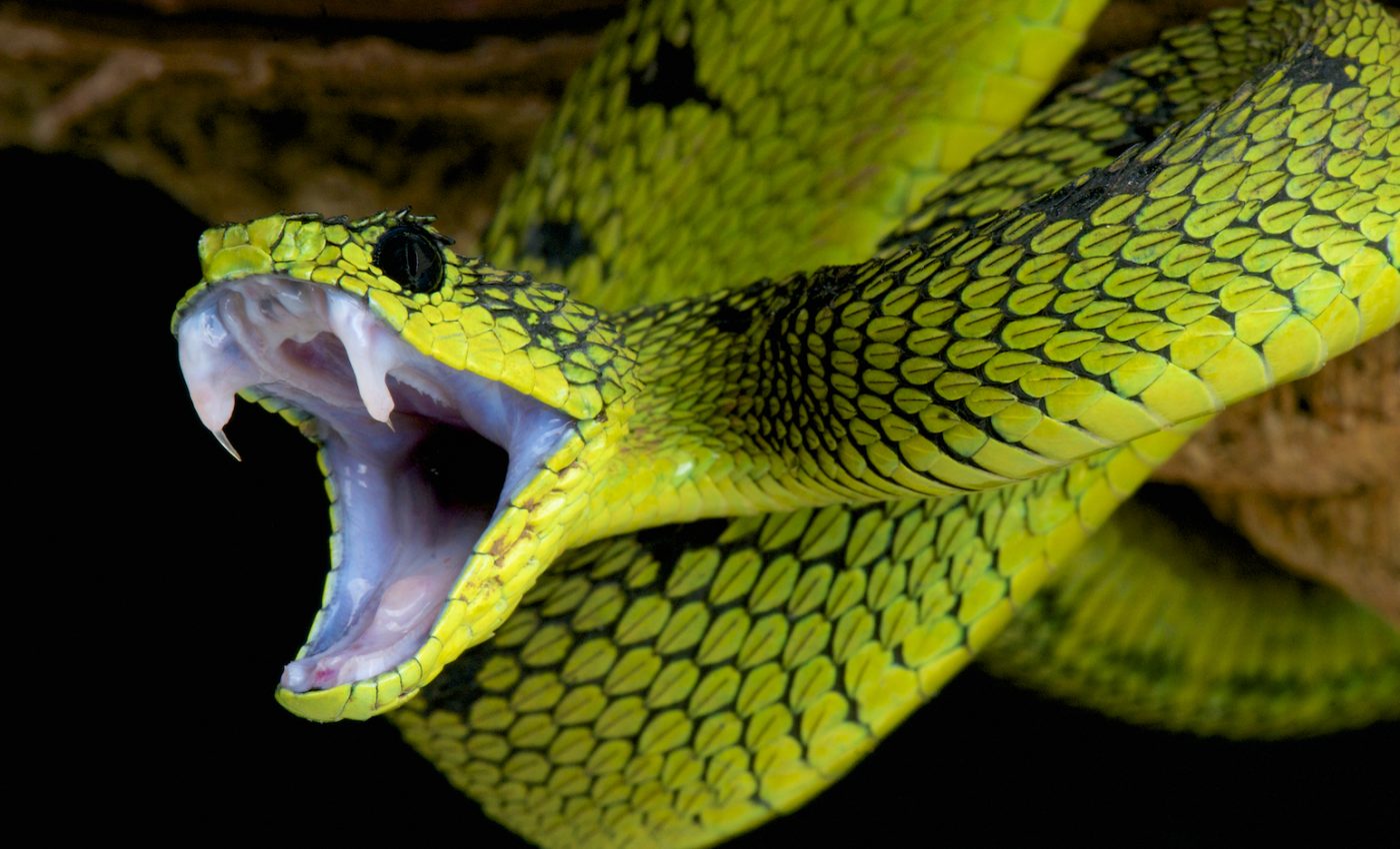 Why is the venom of some snakes so much more dangerous than others?