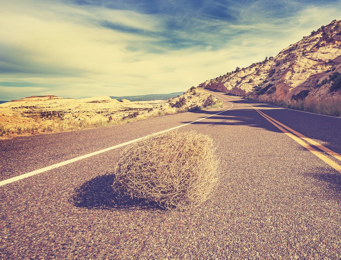 The tumbleweed invasion