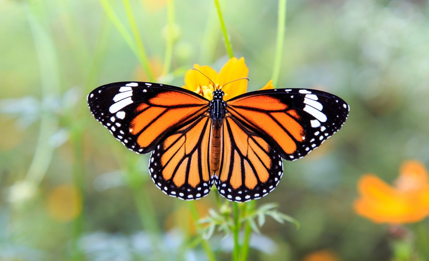 Monarch butterfly populations are at an all time low