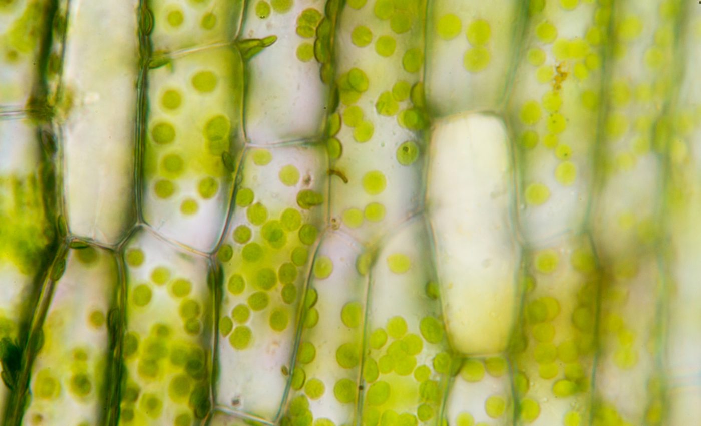 Amateur scientist has tapped into the huge potential of plant waste