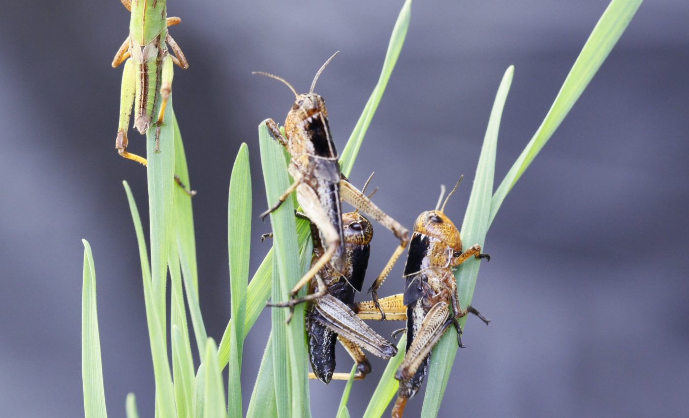 Special mechanism allows locusts to change their body color