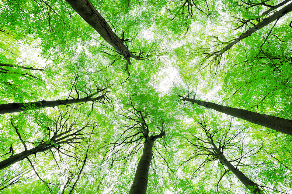 Mysterious disease is killing off beech trees in the eastern US