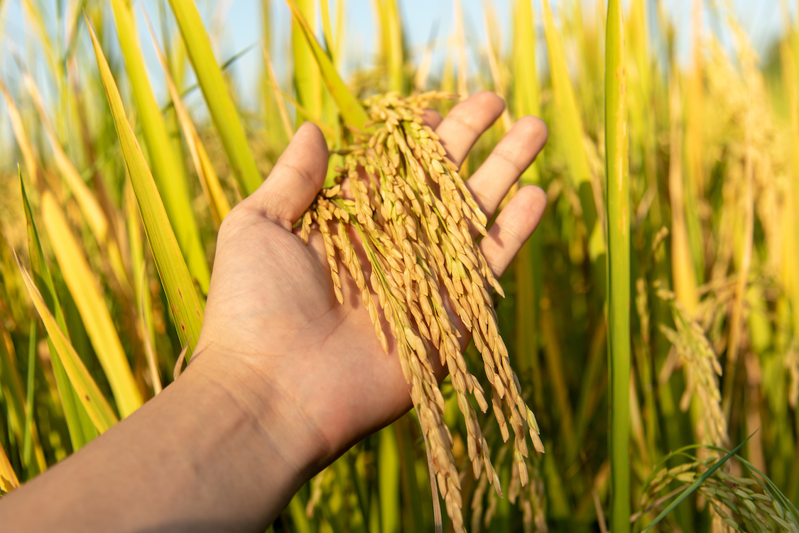 New bioengineering method could improve rice crop yields