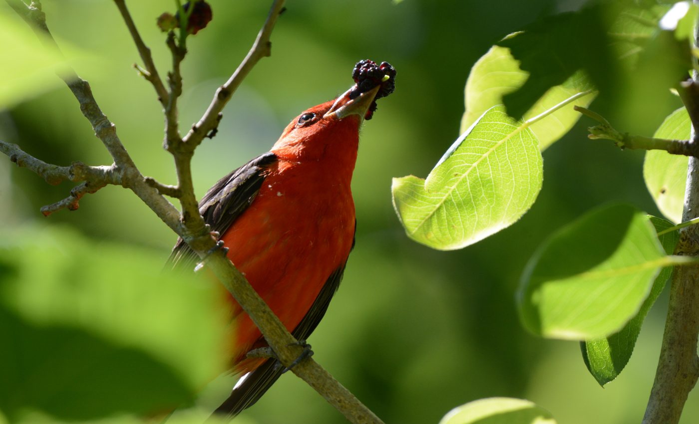 More than 2 billion birds migrate each year across the Gulf Coast