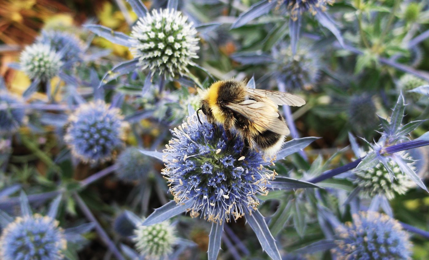 Better city greenspace management could help struggling pollinators