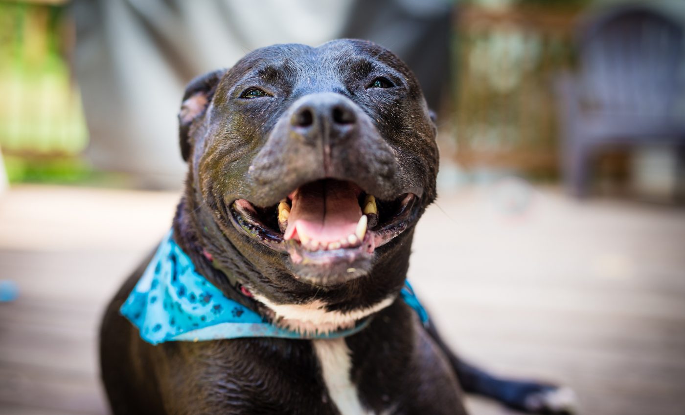 Pit bull bite statistics do not always show the full story