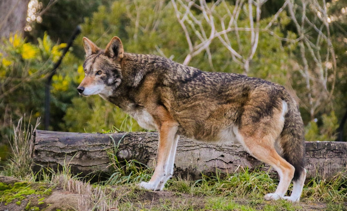 Extinct red wolf DNA discovered in Texas hybrid pack of wild dogs