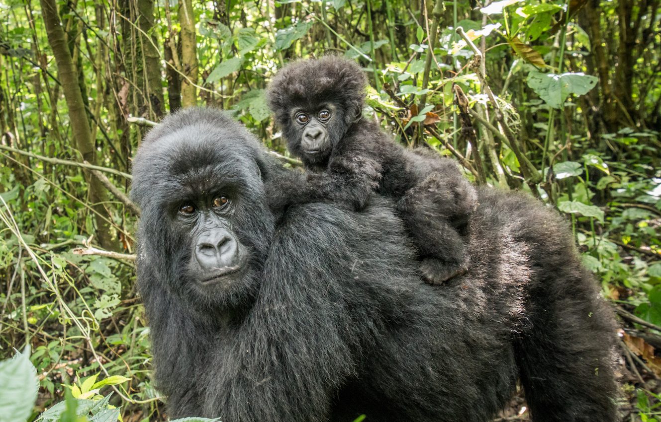 The trouble with ‘wildlife exchanges’ between African countries