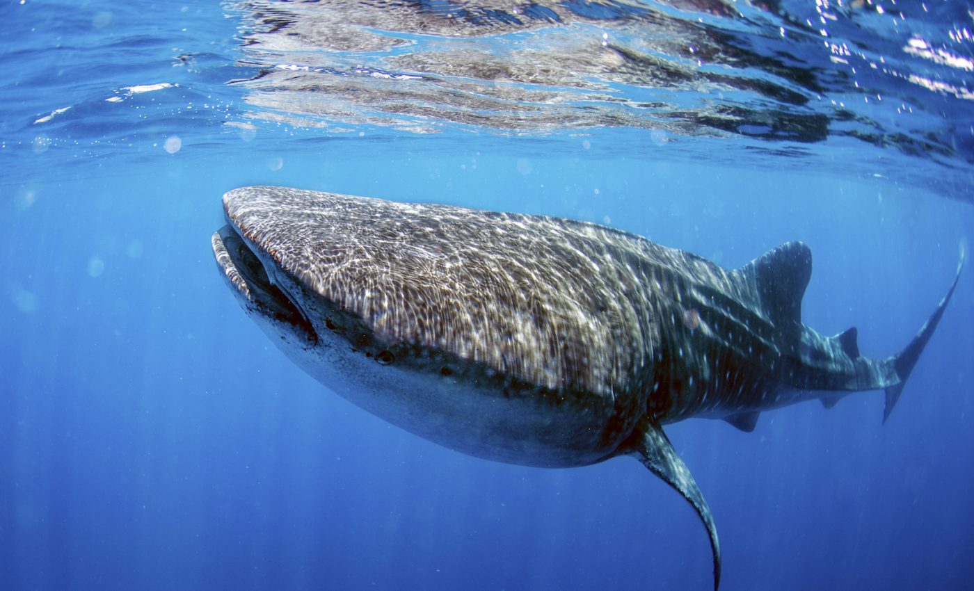 Endangered whale sharks undergo periods of starvation
