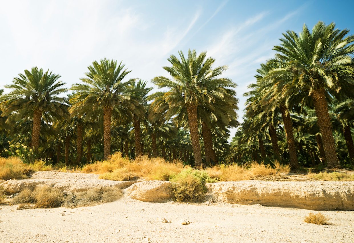 North African date palm is a hybrid from the Middle East and Crete