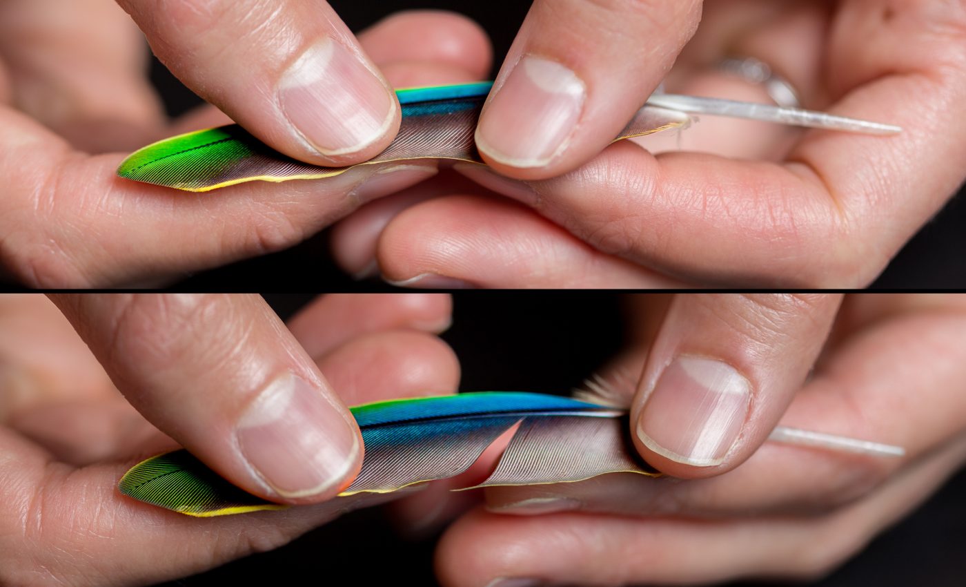 Bird feathers may be the new Velcro, inspiring new adhesives