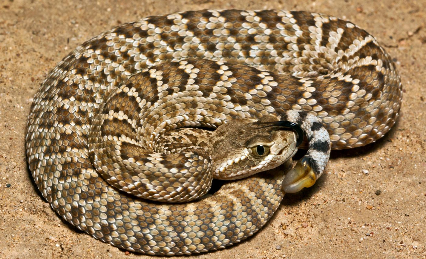 Mojave rattlesnakes different venom types defy expectations
