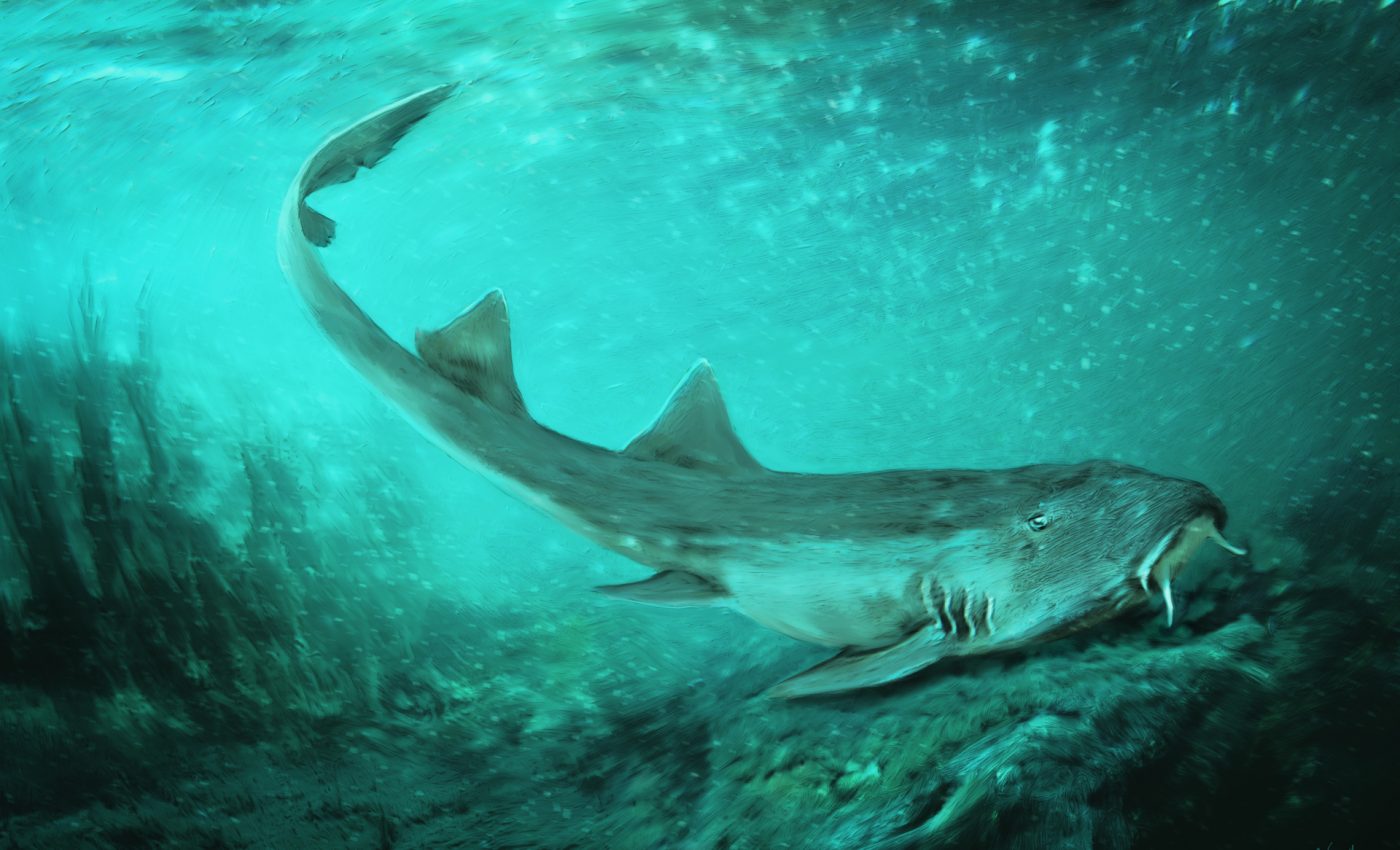 Shark species discovered in the rock that contained SUE the T.Rex