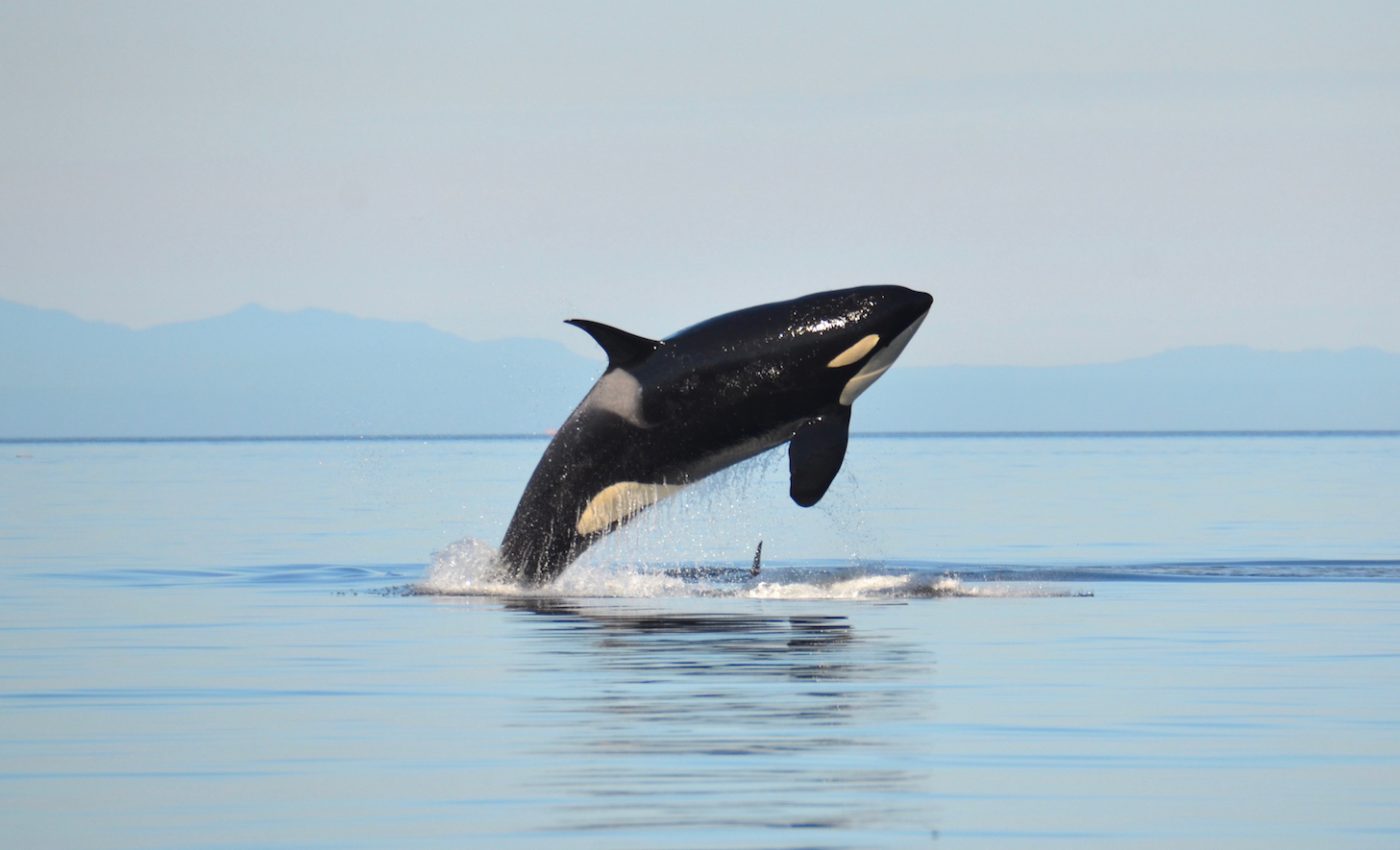 Pink salmon identified as new threat to orca populations