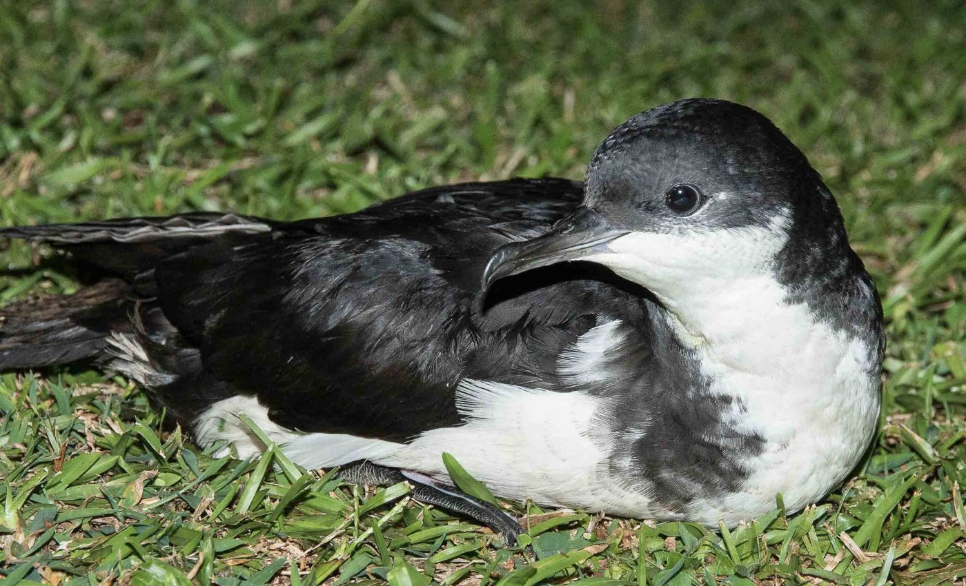 Endangered birds found unexpectedly on the island of Oahu
