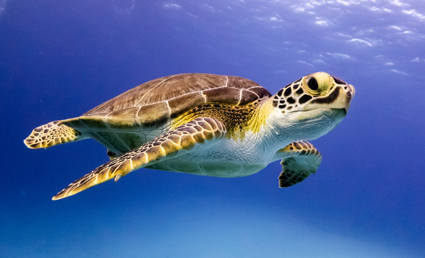 Fake GPS turtle eggs are being used to help track wildlife poachers