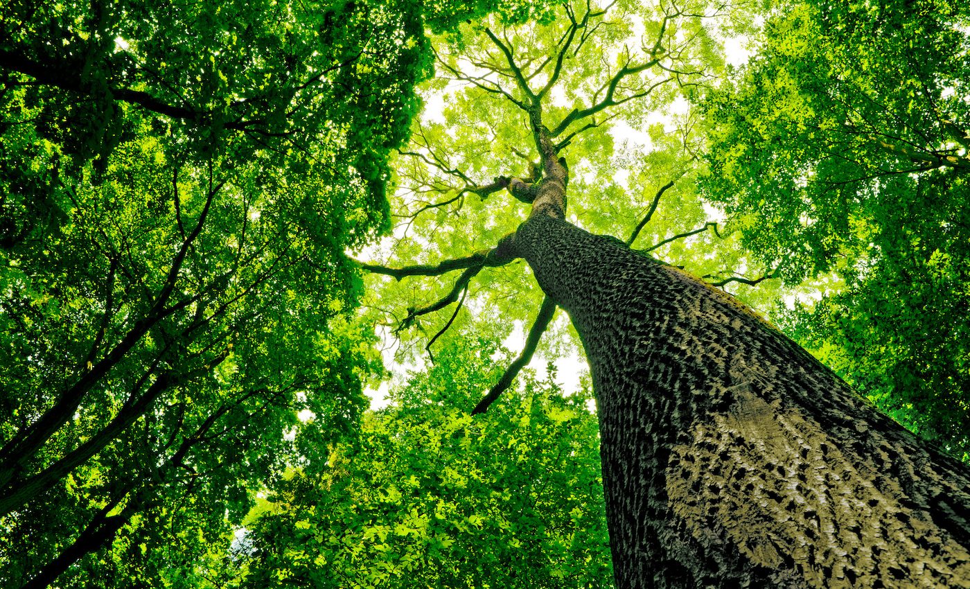 A warming climate will limit the amount of CO2 that plants can absorb