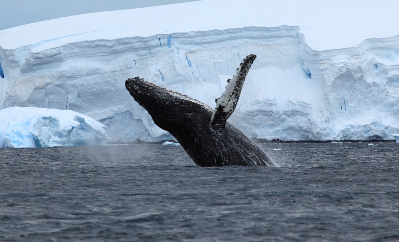 Why warm-blooded marine predators thrive at the poles