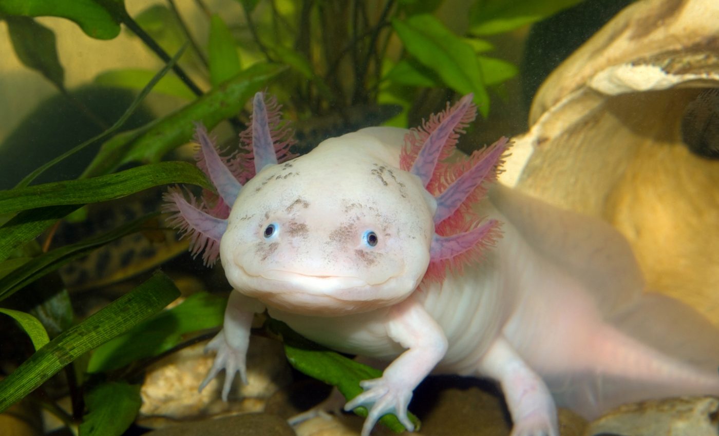 Studying salamanders could open the door to human regeneration