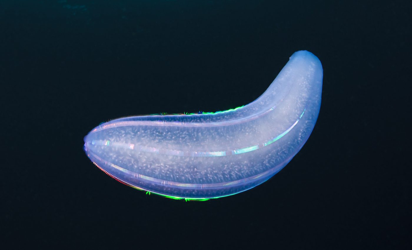 Organism found in Chinese rocks may be Earth’s earliest known animal