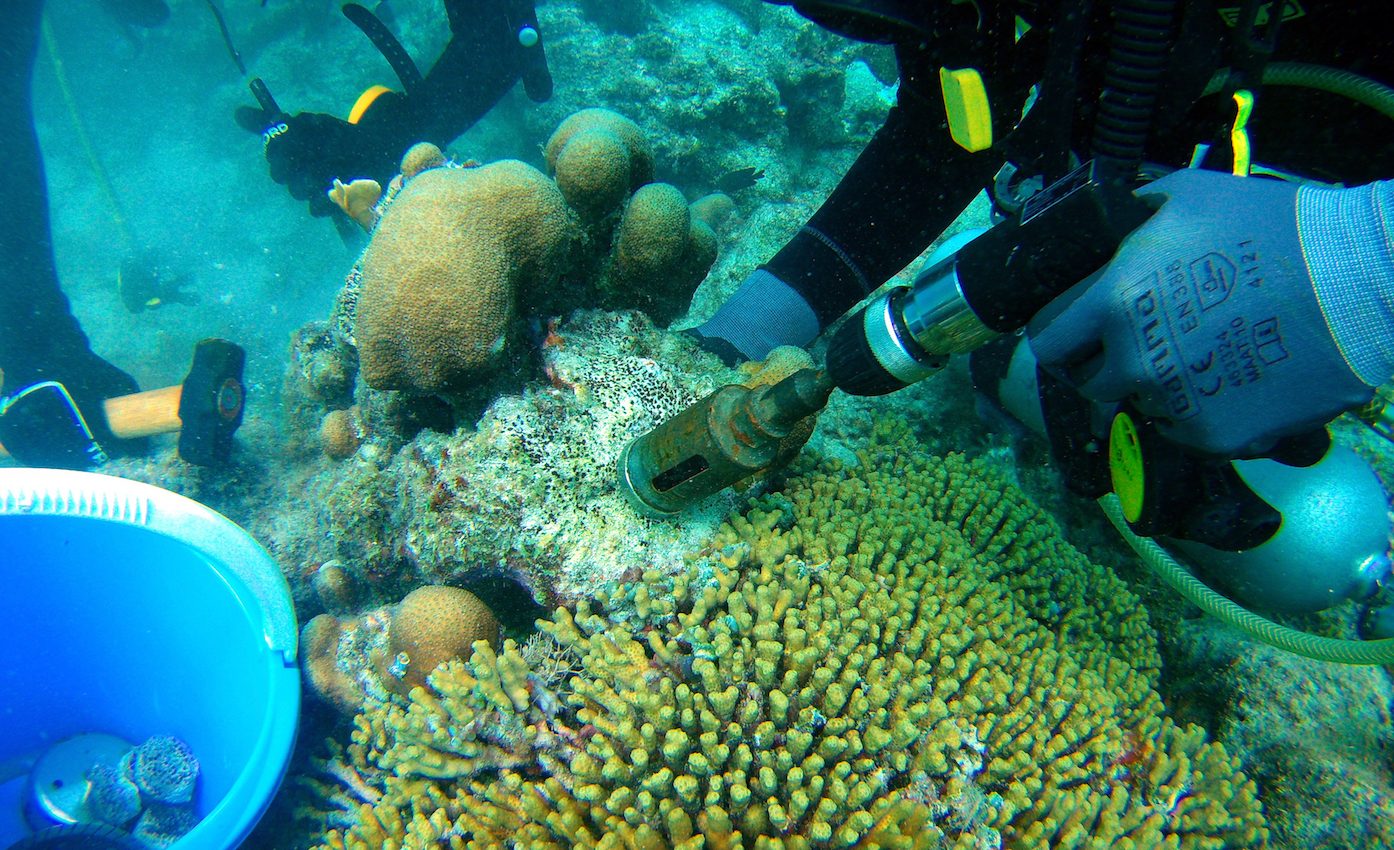 Sponges are contributing to the collapse of coral reefs