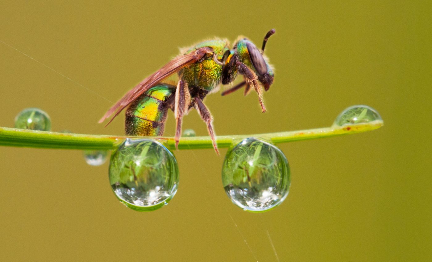 Blood, sweat and tears: The bizarre eating habits of insects