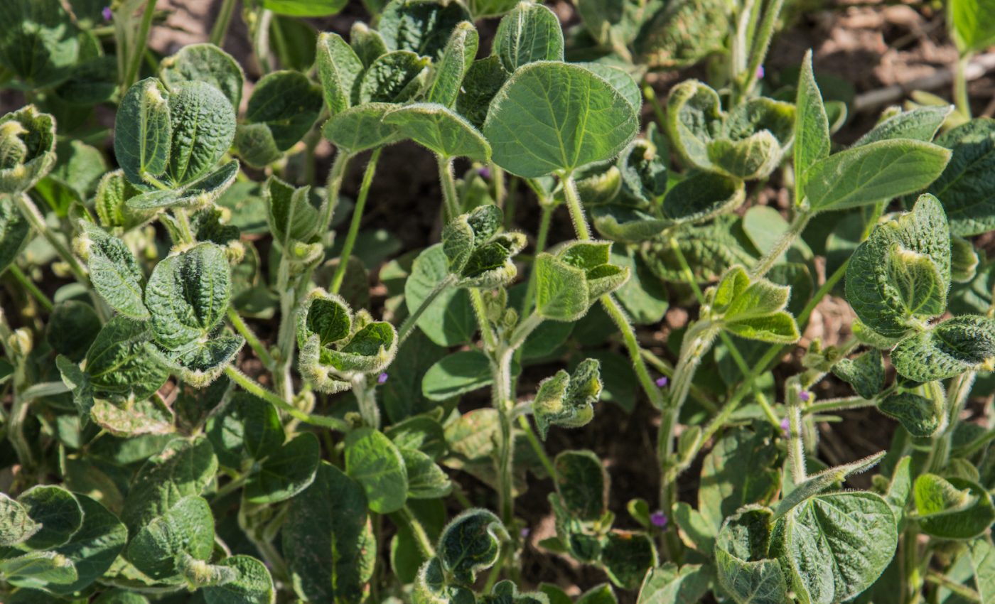 The weed killer Dicamba is destroying honeybee habitats