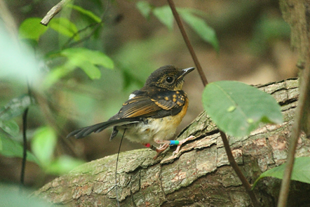 Nesting close to a roadway gives tropical birds an advantage