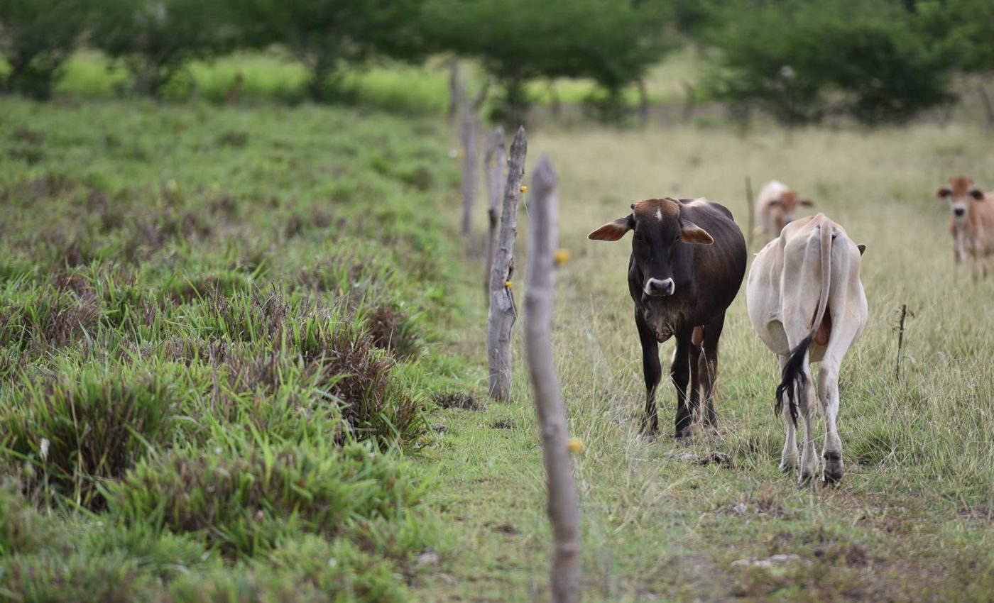 Healthy cattle pastures can limit harmful greenhouse gas emissions