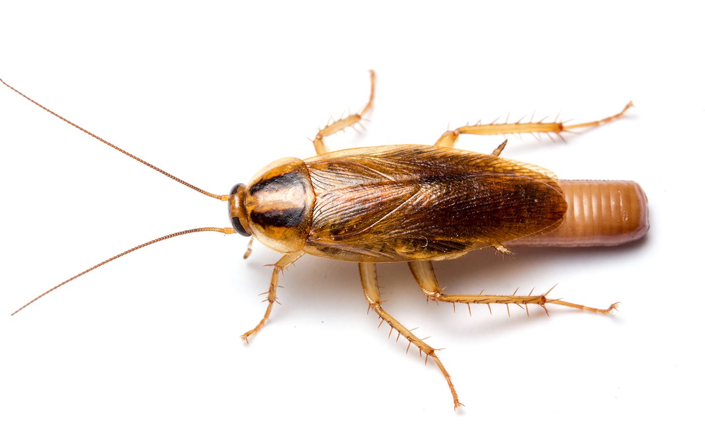 Trying get rid of roaches? Bug bombs are probably not the answer