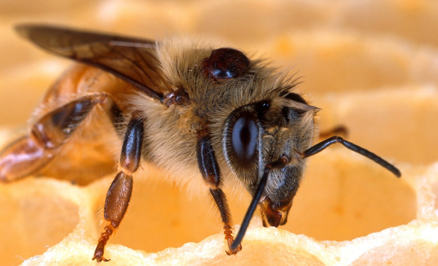 Bee virus is not as dangerous as the mite that carries it