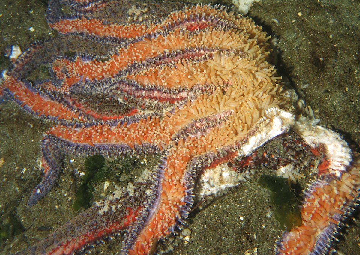 Warm waters, disease responsible for predator sea star decline