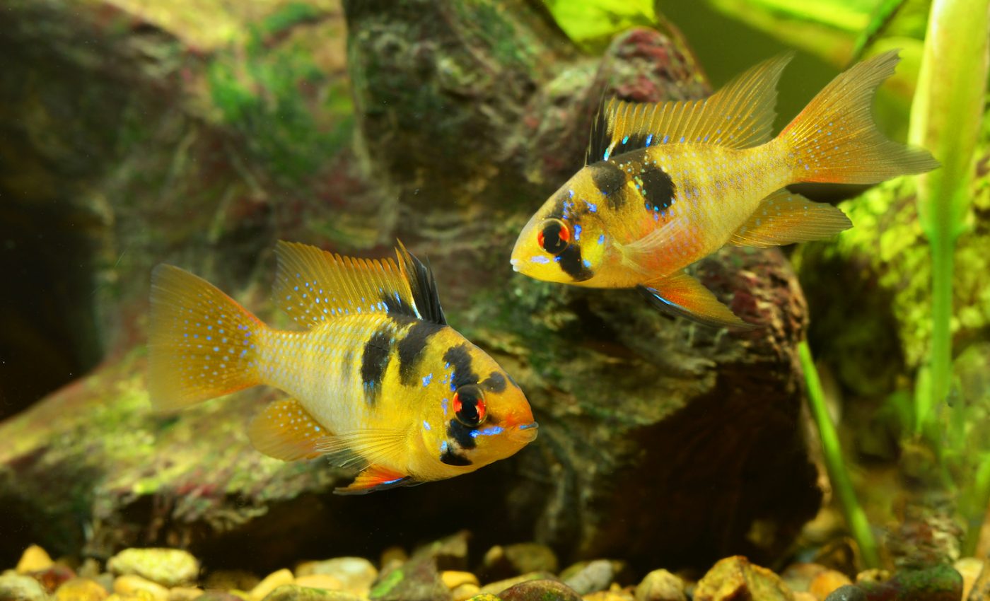 Why some male fish fertilize eggs in their male relative’s nests