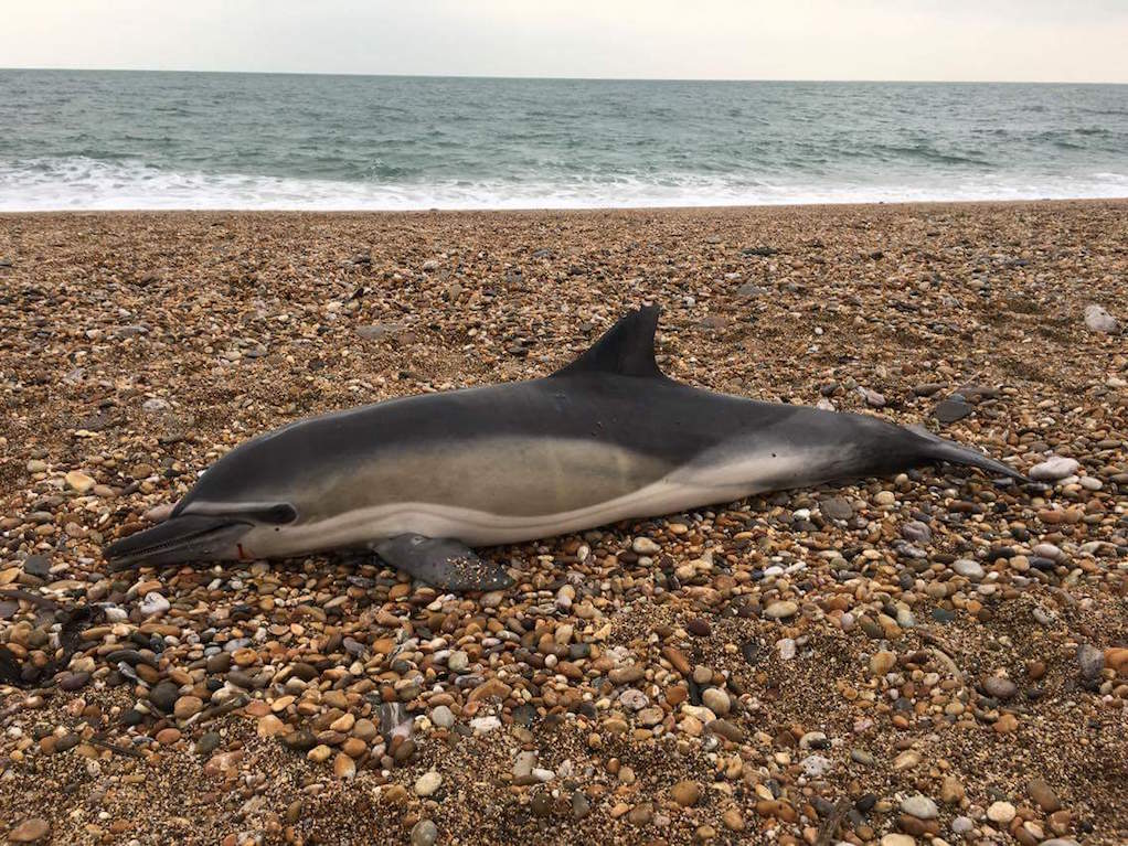 Microplastics found in every mammal washed up on Britain’s shores
