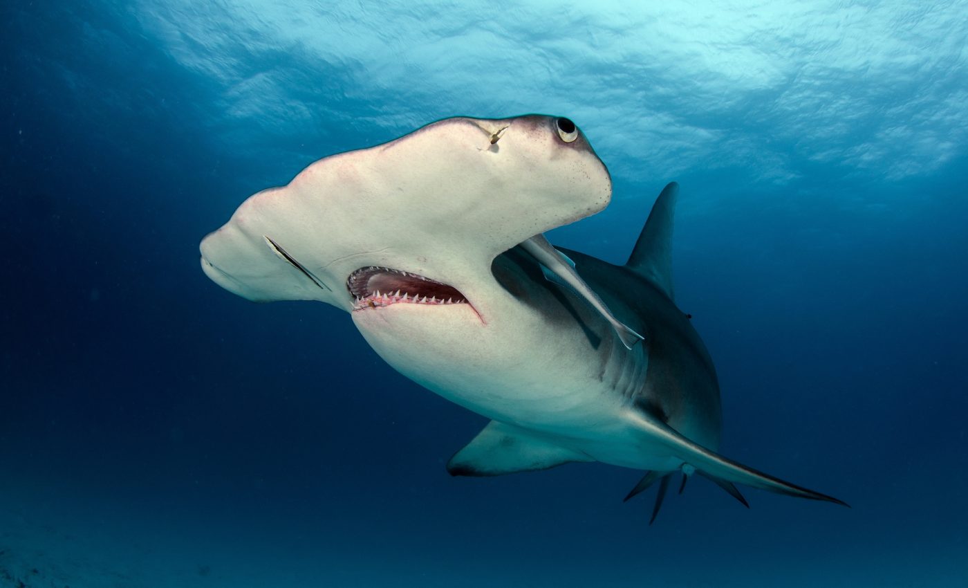 People are unknowingly eating endangered sharks in the UK