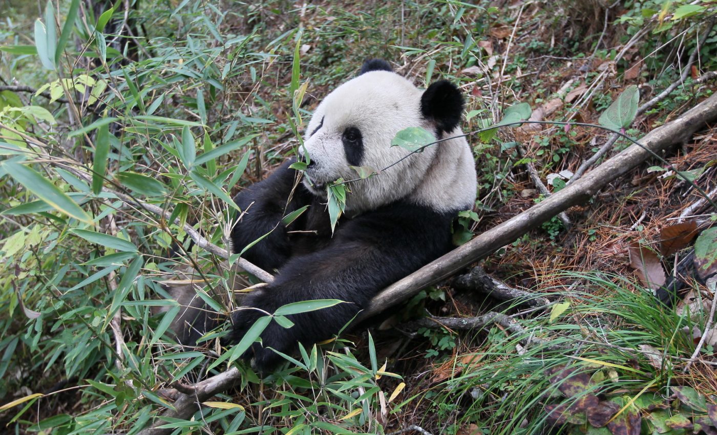 Giant pandas didn’t always stick to a strict bamboo diet
