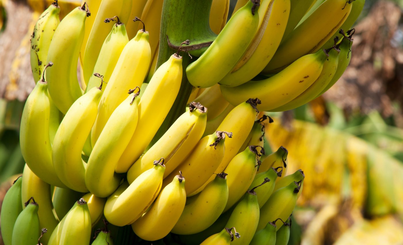 Can gene editing save bananas from devastating virus outbreak?