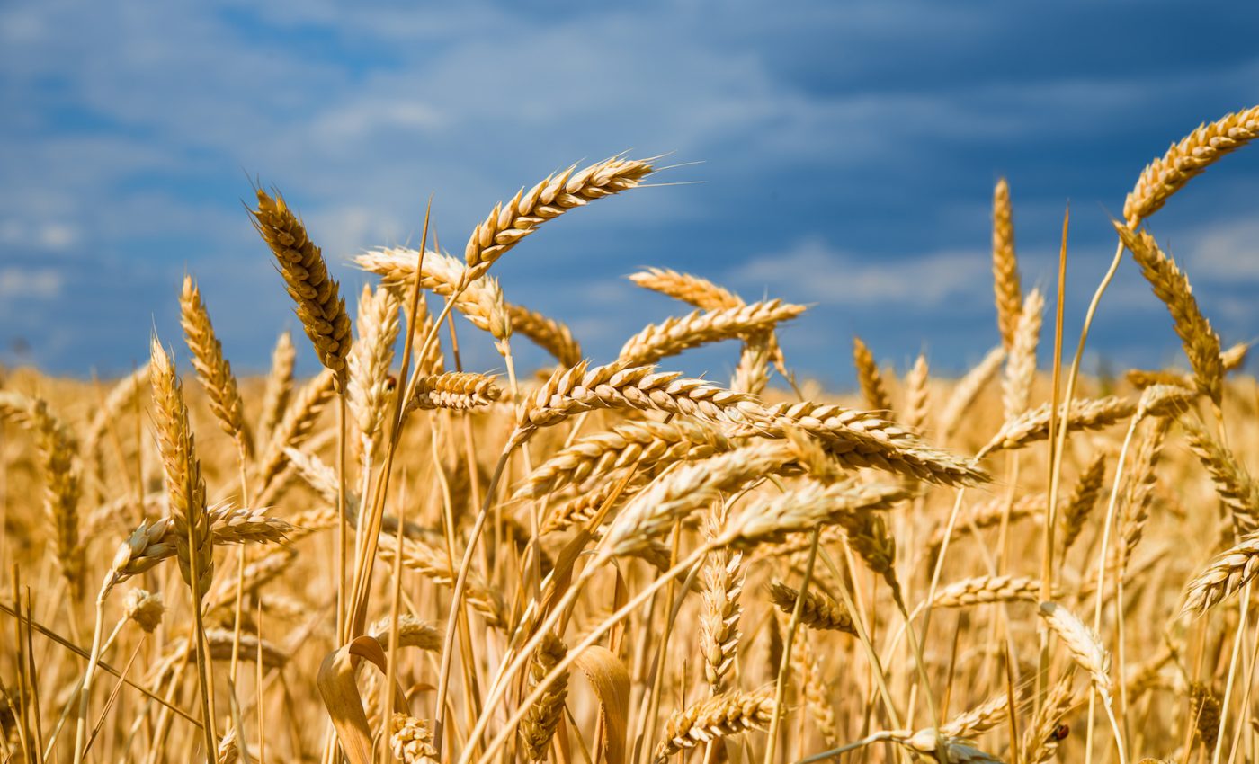 New technology can help experts develop disease-resistant crops