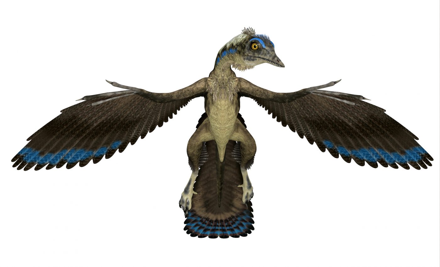 First fossil feather ever discovered did not belong to Archaeopteryx