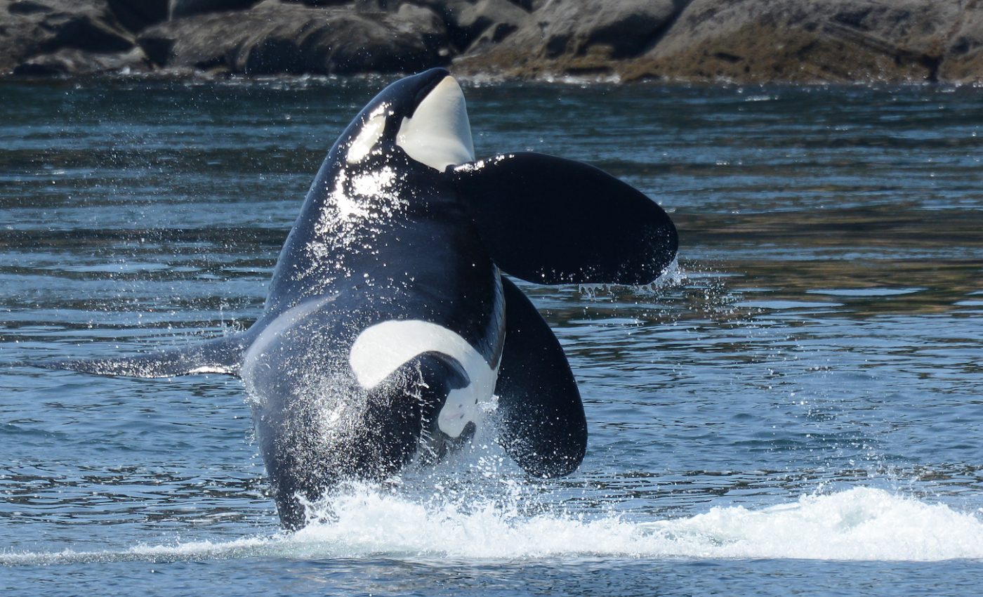 Male killer whales hunt and eat more than females do