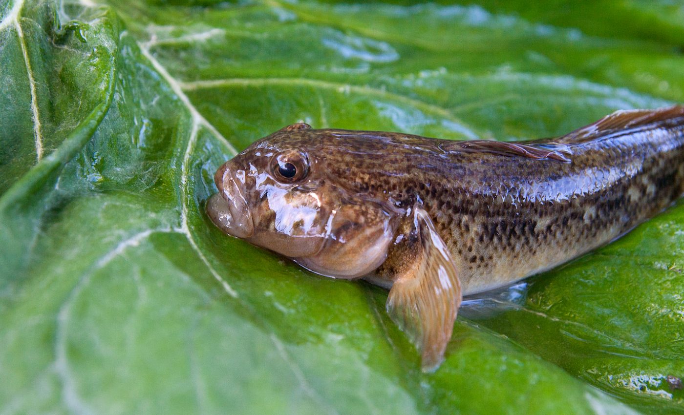 Differences in coastal water temperatures can create new species