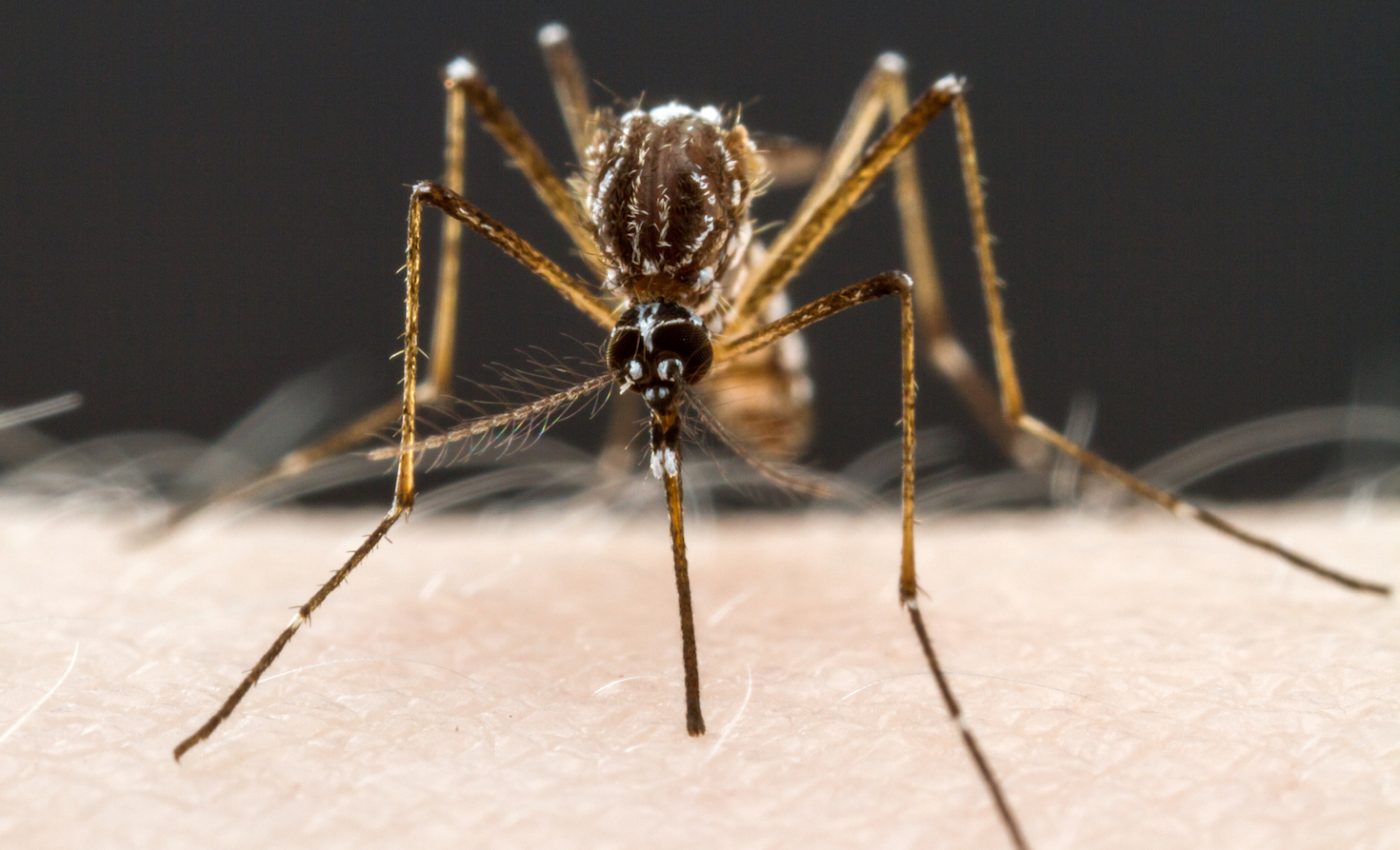 Suppressing mosquito appetites could persuade them not to bite