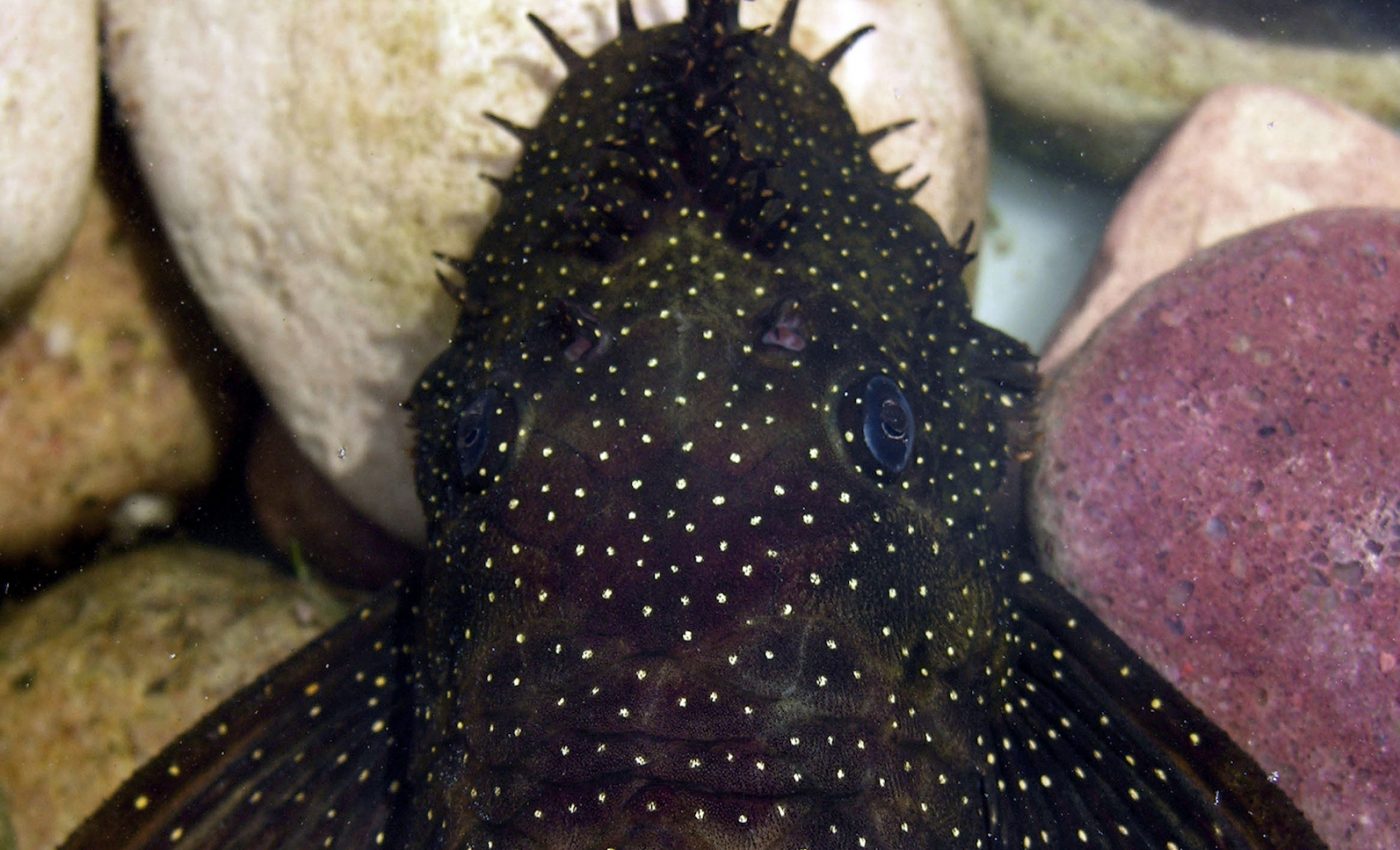 Six new strange-looking catfish species discovered in South America