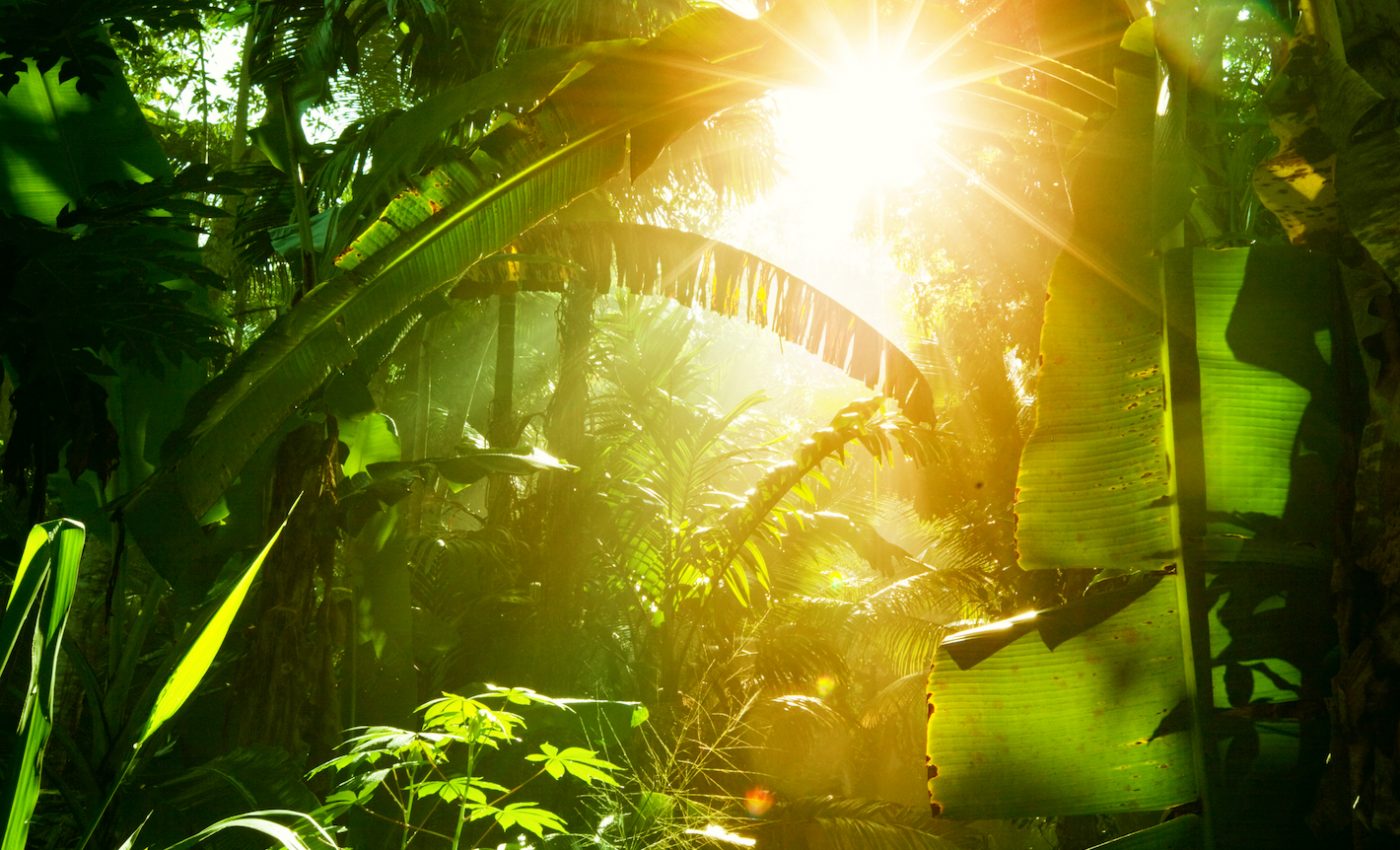 The plants go first: Lessons from Earth’s largest mass extinction