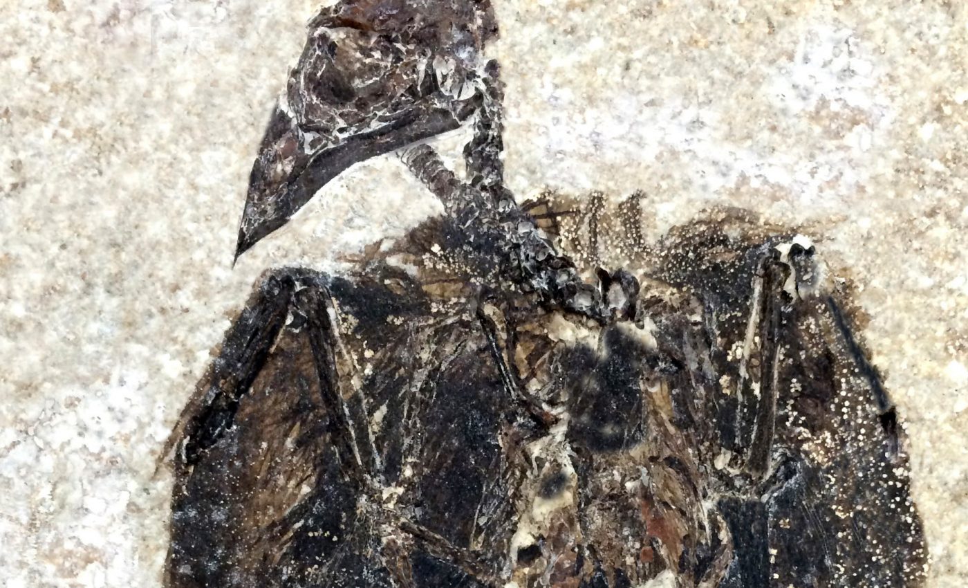 The earliest known perching bird found in Fossil Lake, Wyoming