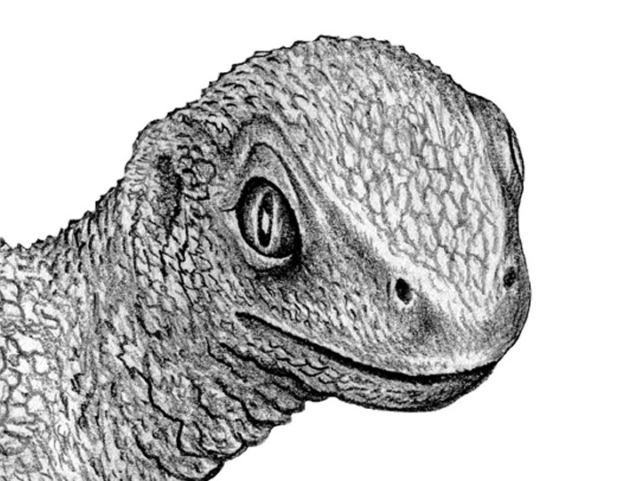 Ancient turtle fossil proves that cancer long predates humans